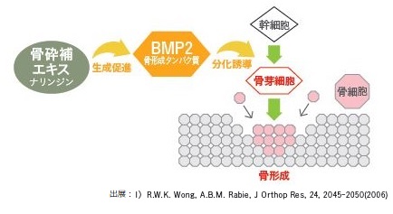 BPM-2モデル