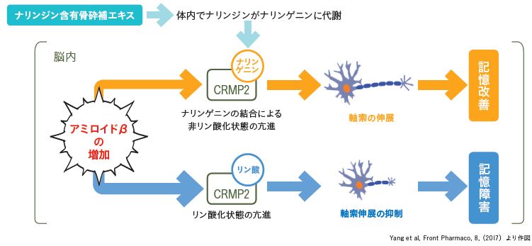 記憶力改善モデル